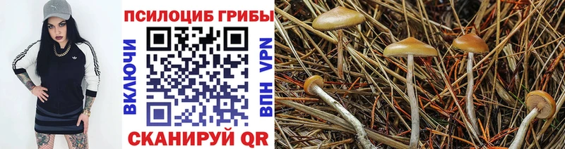 купить   Губкин  Псилоцибиновые грибы MAGIC MUSHROOMS 